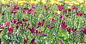 16Mを等倍で切り出し